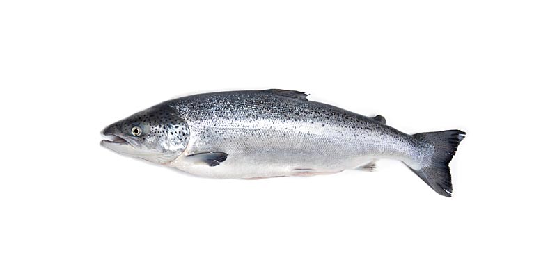saumon-atlantique