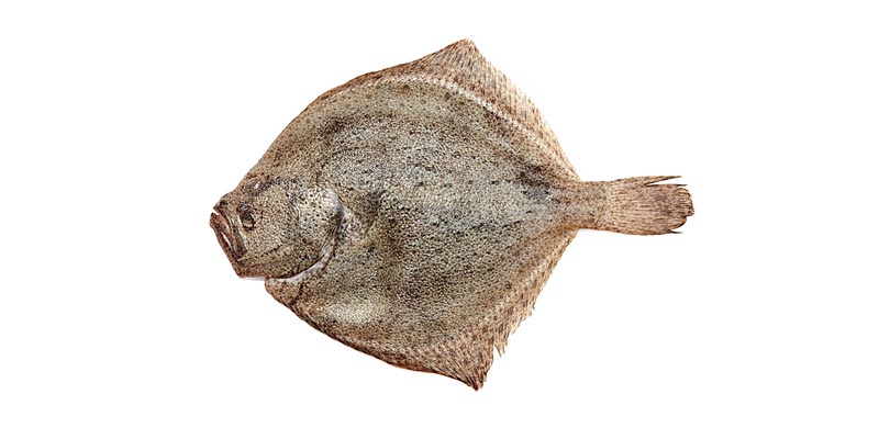 turbot