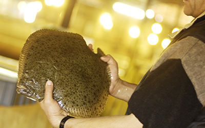 turbot_producteur