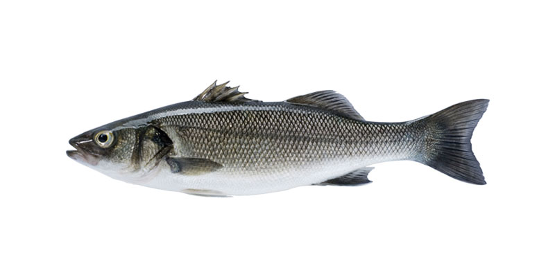 Sea bass