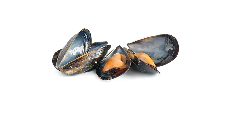 Mussels