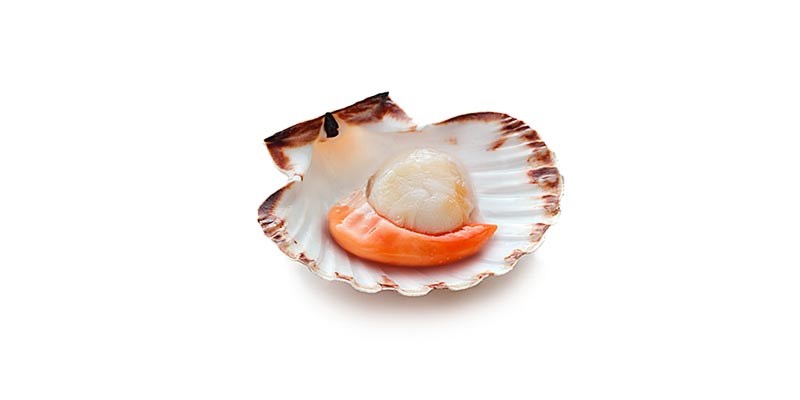 coquille-saint-jacques